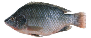 Tilapia (3 Fishes) Medium Cut (Available for Same-Day Local Delivery and Curbside Pickup only)